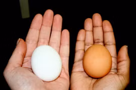 Trứng gà vỏ trắng hay vỏ nâu tốt hơn?