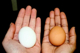 Trứng gà vỏ trắng hay vỏ nâu tốt hơn?
