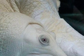 Những thú đam mê khác người của vua chúa Việt 