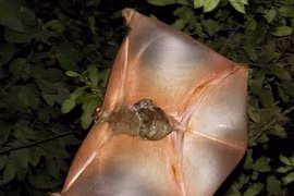 Độc nhất vô nhị loài “chuột túi biết bay” của Việt Nam