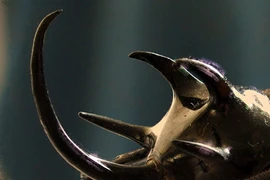 Ngắm “tê giác bay năm sừng” cực hiếm và dị của VN