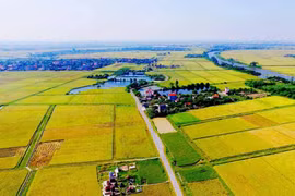 Hà Nội: Xem xét, bổ sung danh mục dự án chuyển mục đích đất trồng lúa