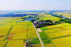 Hà Nội: Xem xét, bổ sung danh mục dự án chuyển mục đích đất trồng lúa