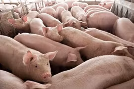 Giá heo hơi vào đà tăng