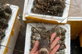 Sự thật tôm hùm giá 10.000 đồng/con