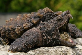 Tận mục những loài rùa kỳ dị, không giống ai nhất (2)