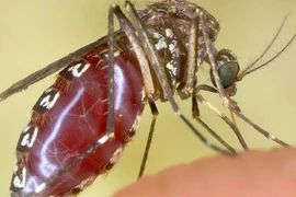 Khiếp sợ loài muỗi khổng lồ có cú chích máu thấu xương