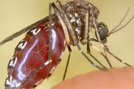 Khiếp sợ loài muỗi khổng lồ có cú chích máu thấu xương