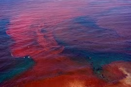 Thủy triều đỏ khiến cá chết hàng loạt thực chất là gì?