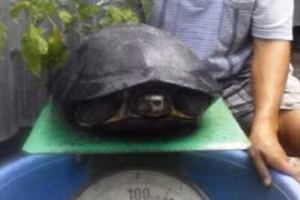 Bắt được cá thể lạ giống rùa nặng gần 9kg