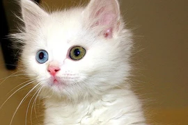 Những “quái thú” ăn thịt đồng loại có vẻ ngoài "nai tơ" lừa người