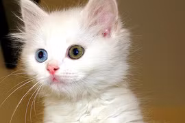 Những “quái thú” ăn thịt đồng loại có vẻ ngoài "nai tơ" lừa người