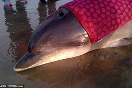 Cứu sống cá heo mũi chai mắc cạn