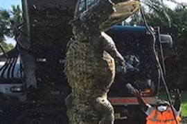 Cá sấu khổng lồ chui cống làm tắc cả đường ống