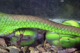 Rắn lục đuôi đỏ đẻ con rồi chết như thế nào?