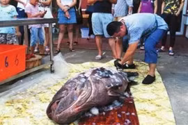 Điểm loạt cá mú khổng lồ ngư dân bắt được