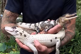 "Nhan sắc" ấn tượng của hai con cá sấu quý hiếm