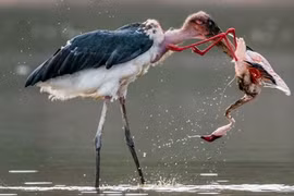 Màn tỉ thí khốc liệt giữa cò và chim hồng hạc