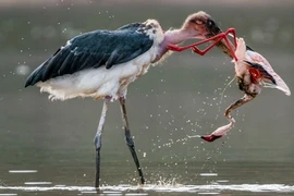 Màn tỉ thí khốc liệt giữa cò và chim hồng hạc