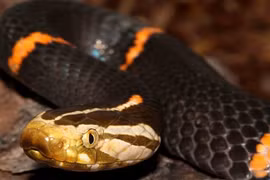 Những loài rắn độc VN, “dân số” đông đảo ở Fansipan