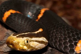 Những loài rắn độc VN, “dân số” đông đảo ở Fansipan