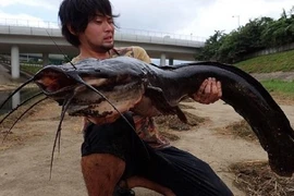 Bắt được cá trê khổng lồ ở sông “siêu bẩn” thịt hôi khiếp