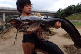 Bắt được cá trê khổng lồ ở sông “siêu bẩn” thịt hôi khiếp