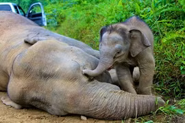 Xúc động khoảnh khắc chia ly của động vật hoang dã