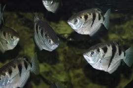 Bí ẩn loài “cá thần” có thể nhận mặt người