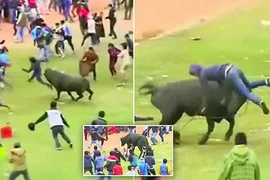 Rùng mình cảnh bò nổi điên, làm loạn trong lễ hội
