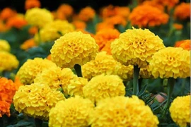 Giải mã loại hoa tuyệt đối cấm đặt lên bàn thờ ngày Tết