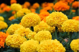 Giải mã loại hoa tuyệt đối cấm đặt lên bàn thờ ngày Tết