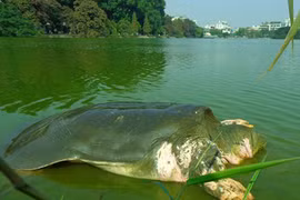 Lai lịch ít biết về cụ Rùa Hồ Gươm