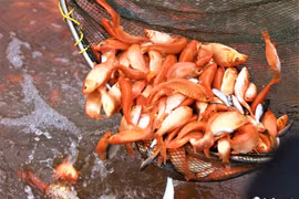 Đã mắt xem làng nuôi cá chép vàng cúng ông Công, ông Táo