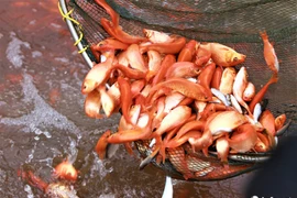 Đã mắt xem làng nuôi cá chép vàng cúng ông Công, ông Táo