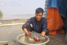 Nuôi cá lăng, trắm đen bán Tết, thương lái đến “xúc” cả lồng