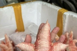 Chân gà Đông Tảo giá “chát” vẫn được lùng mua đến cháy hàng