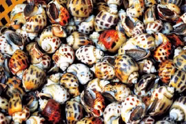 Nuôi loài ốc được thương lái Trung Quốc săn đón, anh nông dân lãi hơn 1 tỷ/năm