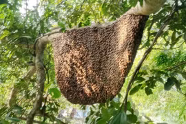 Tìm thấy thi thể người đàn ông mất tích khi đi lấy mật ong 