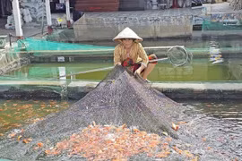 Cá giống ở Cần Thơ tăng giá, sức mua tăng theo con nước lũ