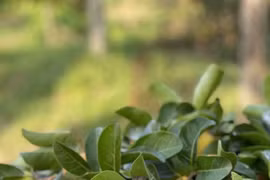 Loại quả xưa cho không ai lấy giờ chị em mua với giá đắt