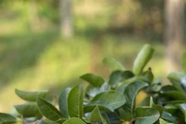 Loại quả xưa cho không ai lấy giờ chị em mua với giá đắt