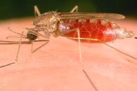 Vì sao sốt xuất huyết vô cùng nguy hiểm? 