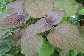 Choáng với công dụng chữa bệnh, làm đẹp thần kỳ của lá tía tô