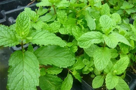 9 loại thảo mộc cực tốt nên sử dụng trong nấu ăn hàng ngày