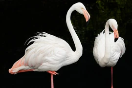 Điển tích xử án: Vụ "Chó cắn hạc vua"