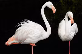 Điển tích xử án: Vụ "Chó cắn hạc vua"