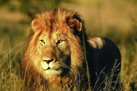 Biểu tượng của các con vật trong Phật giáo