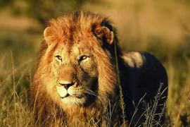 Biểu tượng của các con vật trong Phật giáo