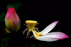 Vô thường có phải là chủ thuyết bi quan không? 